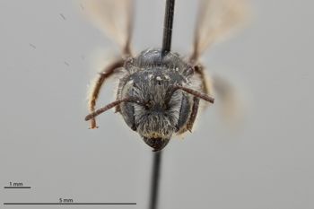 Media type: image;   Entomology 793256 Aspect: head frontal view